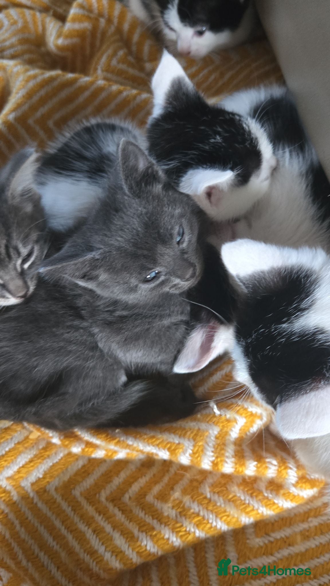 Mixed Breed cats 6xKittens🐈‍⬛️🐈 - Advert 16