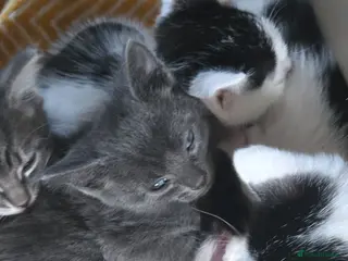 Mixed Breed cats 6xKittens🐈⬛️🐈 - Advert 16