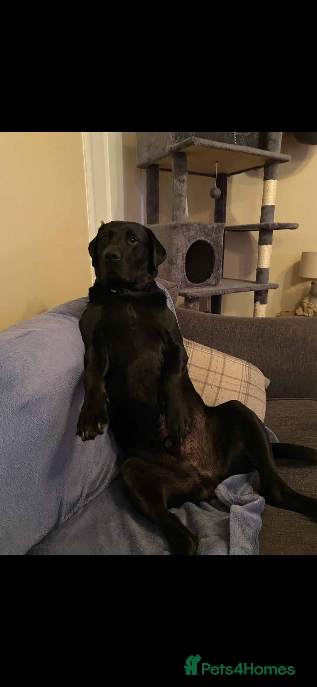 Labrador Retriever dogs for stud: Labrador retriever for stud - Advert 4