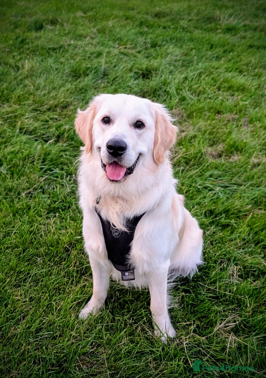 Golden Retriever dogs for sale: Handsome Nelson - Advert 2