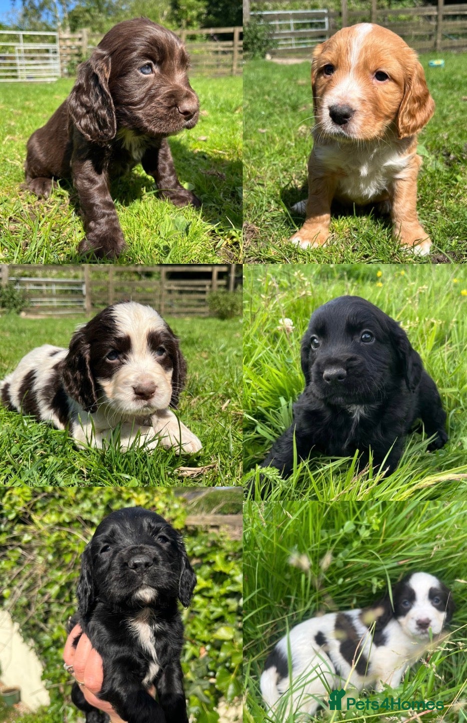 Cocker Spaniel dogs Outstanding cocker spaniel puppies - Advert 11