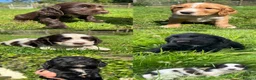 Cocker Spaniel dogs for sale: Outstanding cocker spaniel puppies - Advert 1