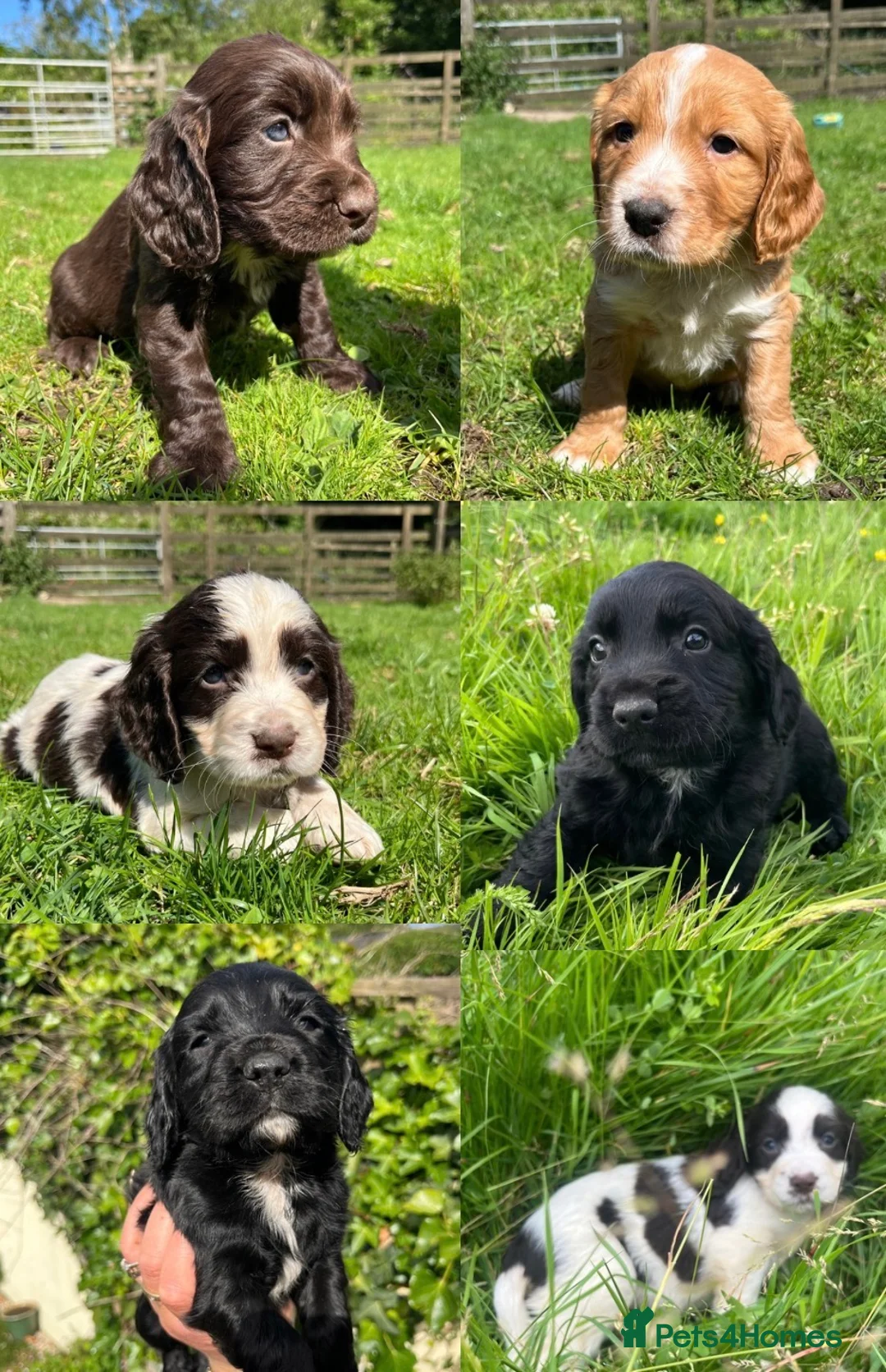 Cocker Spaniel dogs for sale: Outstanding cocker spaniel puppies - Advert 1