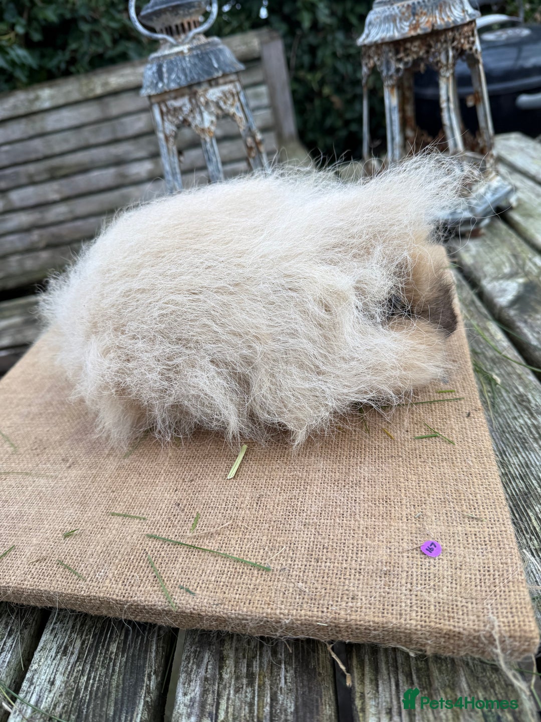 Guinea Pig rodents for sale: Pure bred California & Swiss guineapigs  - Advert 34