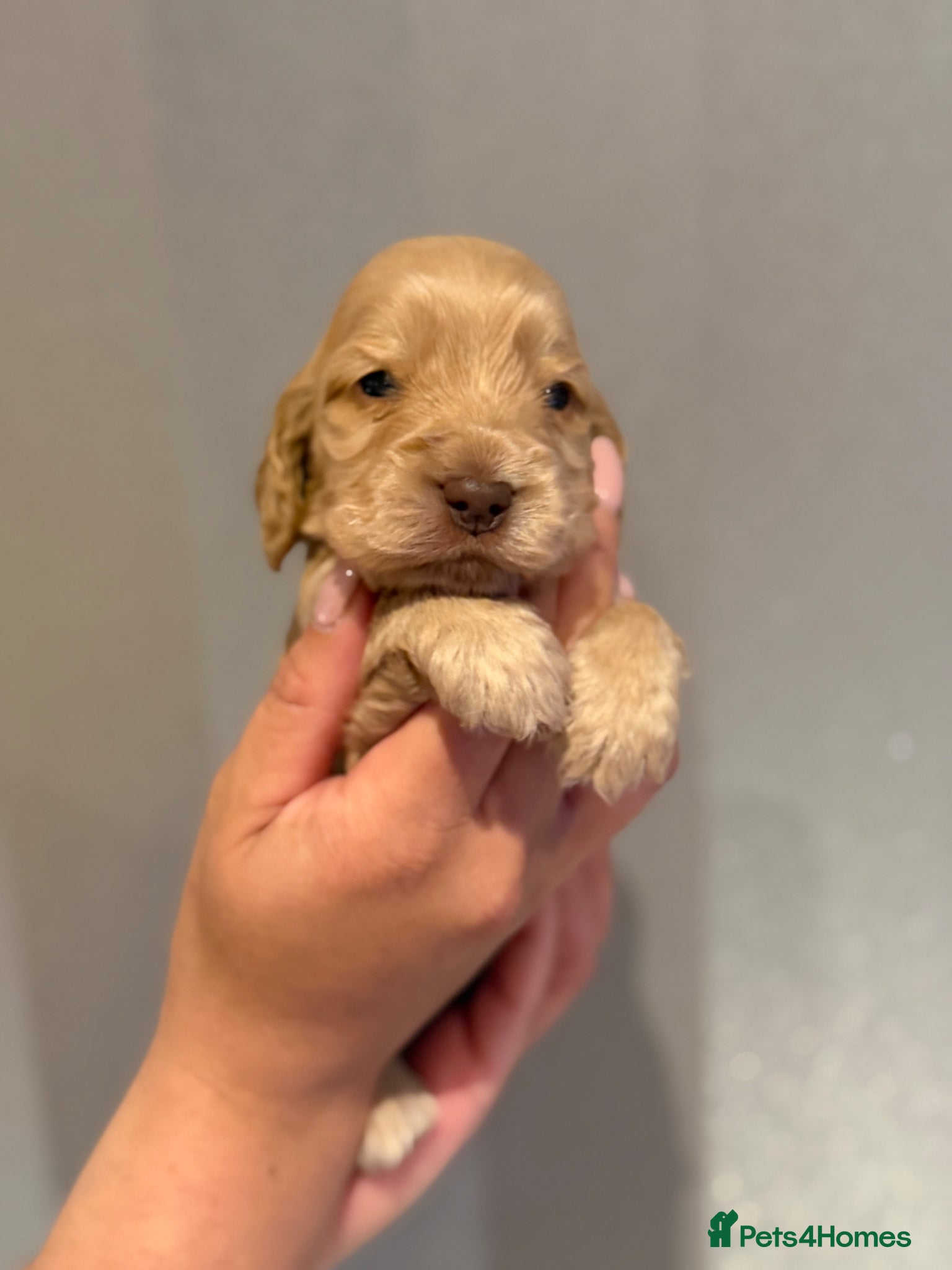 Cocker Spaniel dogs for sale: Golden & Chocolate Sable Show Cocker Puppies  in Doncaster - Advert 6