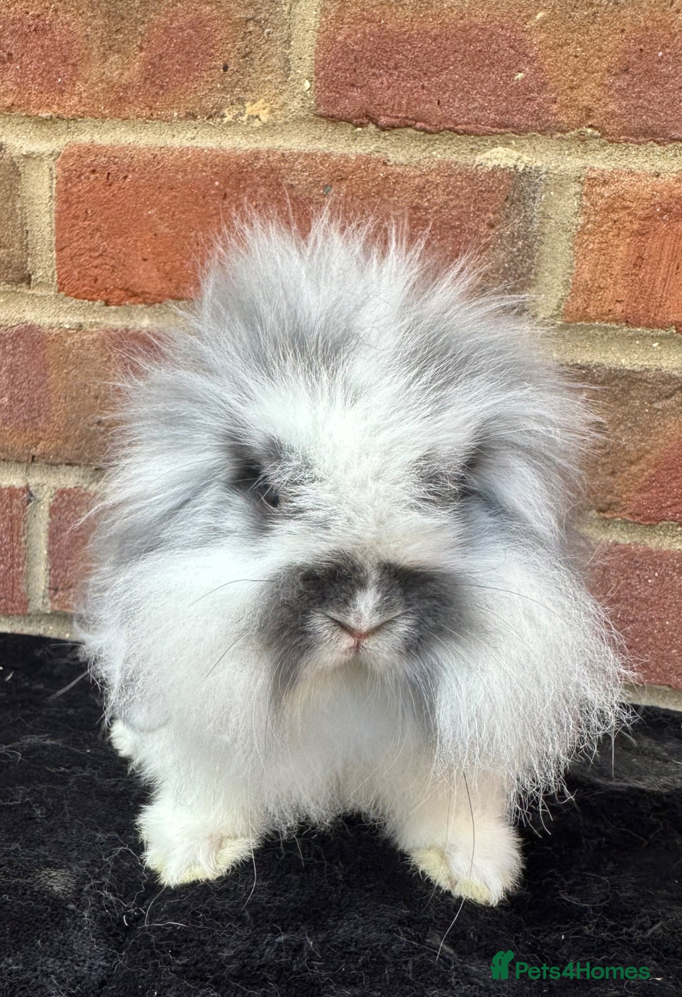 Mini Lion Lop rabbits 25/05/26 UPDATE 1 VACCINATED BOY! - Advert 1