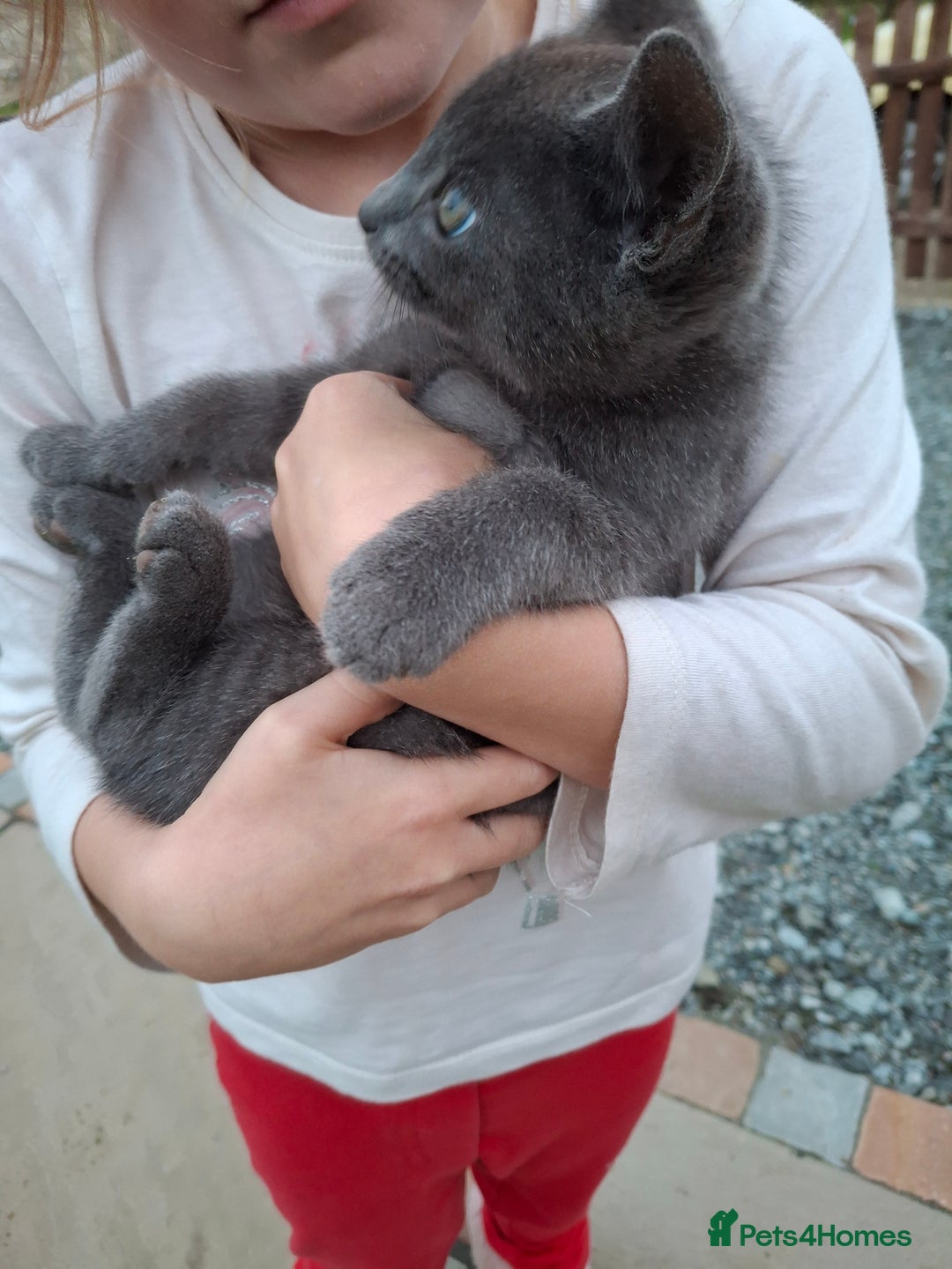 Mixed Breed cats for sale: Grey kittens  - Image 4