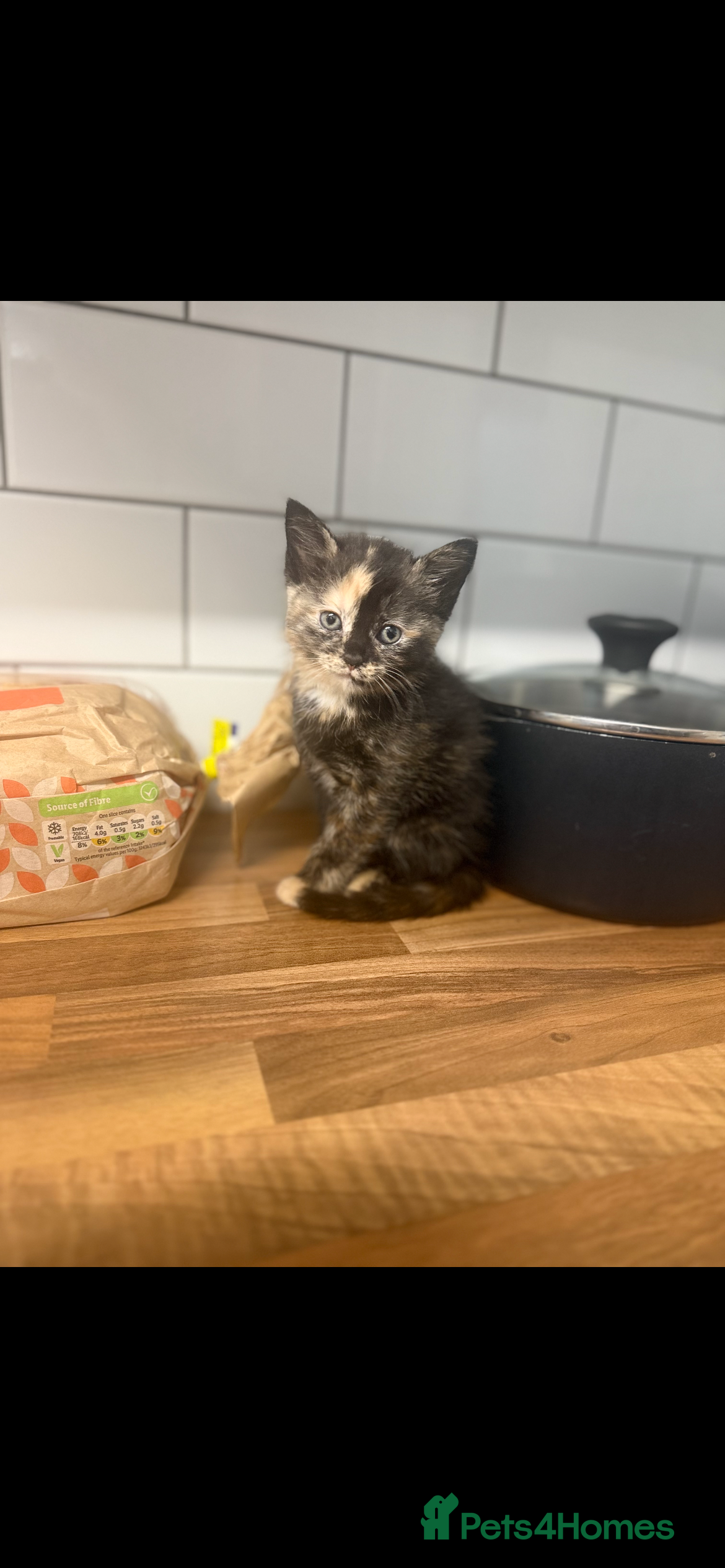 Maine Coon cats Beautiful tortoiseshell/mainecoon kittens❤️ - Advert 18