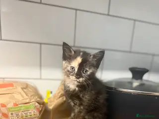 Maine Coon cats Beautiful tortoiseshell/mainecoon kittens❤️ - Advert 18