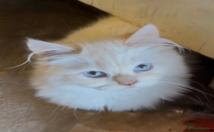 Persian cats in Grays - Advert 16