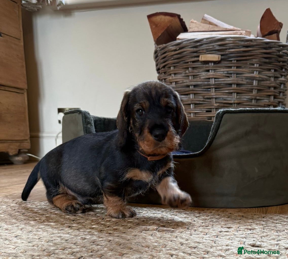 Dachshund dogs 2 DOGS LEFT Working bred KC registered teckel pups - Advert 1