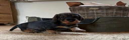 Dachshund dogs for sale: 2 DOGS LEFT Working bred KC registered teckel pups - Advert 1