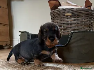 Dachshund dogs 2 DOGS LEFT Working bred KC registered teckel pups - Advert 7