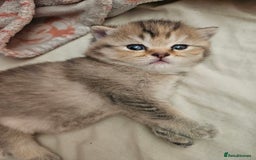British Shorthair cats for sale: Beautiful British Shorthair - Image 3