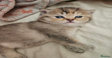 British Shorthair cats - Advert 5