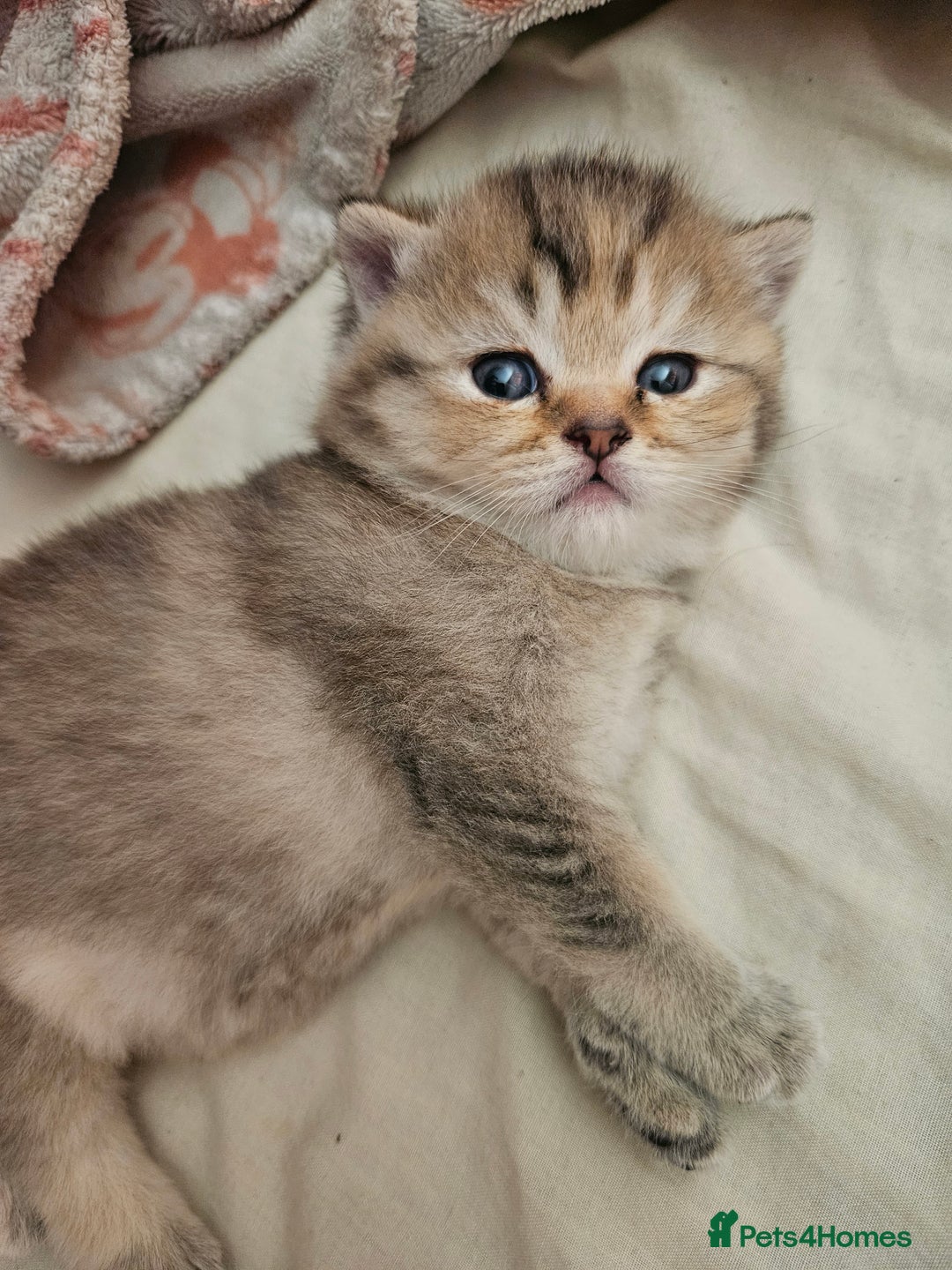 British Shorthair cats for sale: Beautiful British Shorthair - Image 3