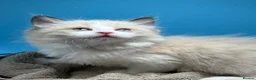 Ragdoll cats for sale: Beautiful Females Ragdoll Kittens  - Advert 2