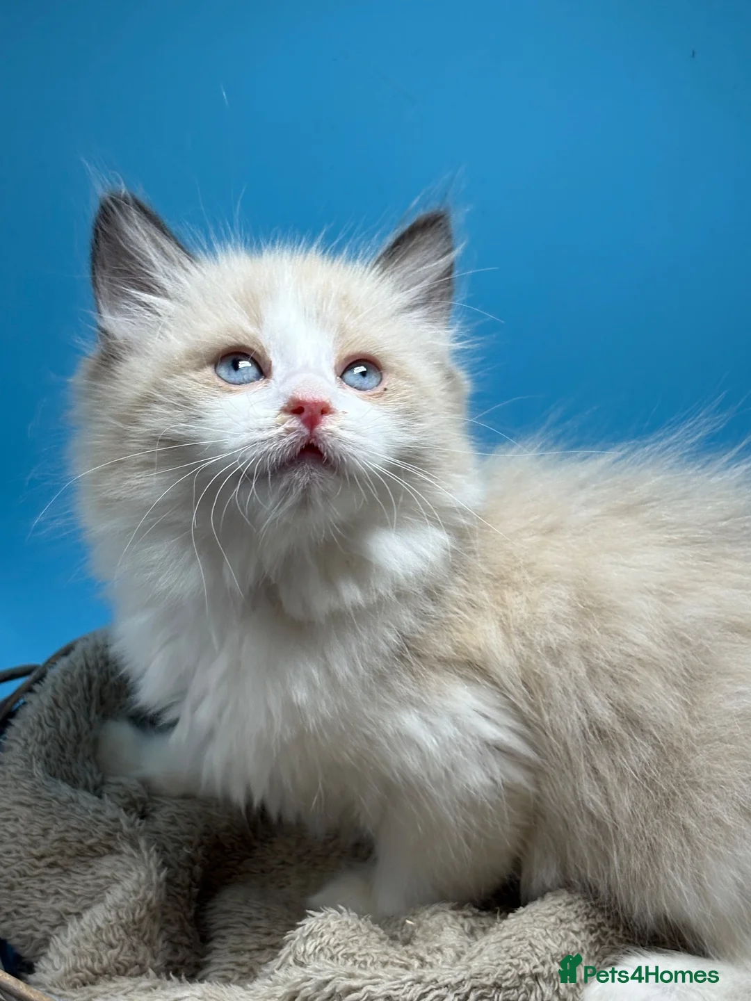 Ragdoll cats for sale: Beautiful Females Ragdoll Kittens  - Advert 2