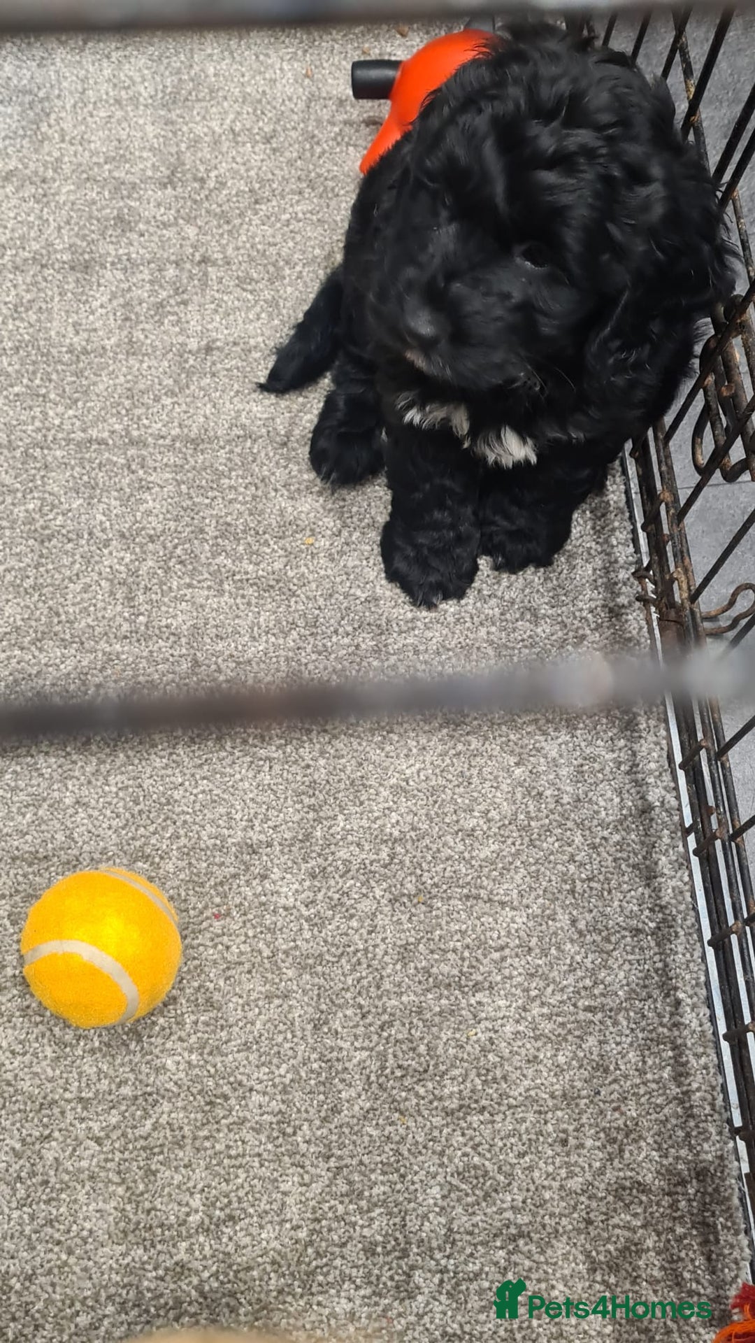 Cockapoo dogs for sale: Cockerpoo - Image 13