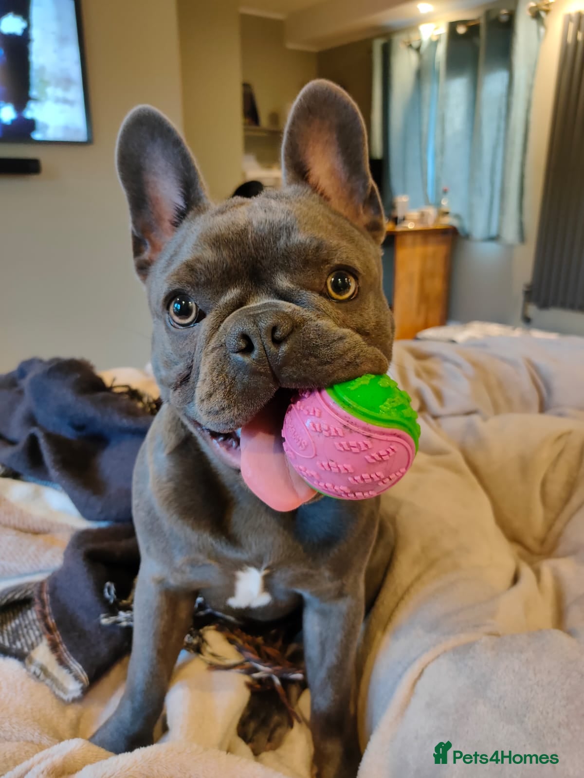 French Bulldog dogs French bulldog for stud - Advert 1