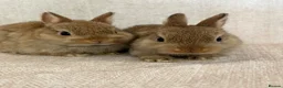 Netherland Dwarf rabbits for sale: Only 8 weeks old Beautiful Netherland Dwarfs - Advert 3