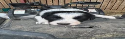 Border Collie dogs for sale: Very Cute Fluffy Border Collie Pups - Advert 25