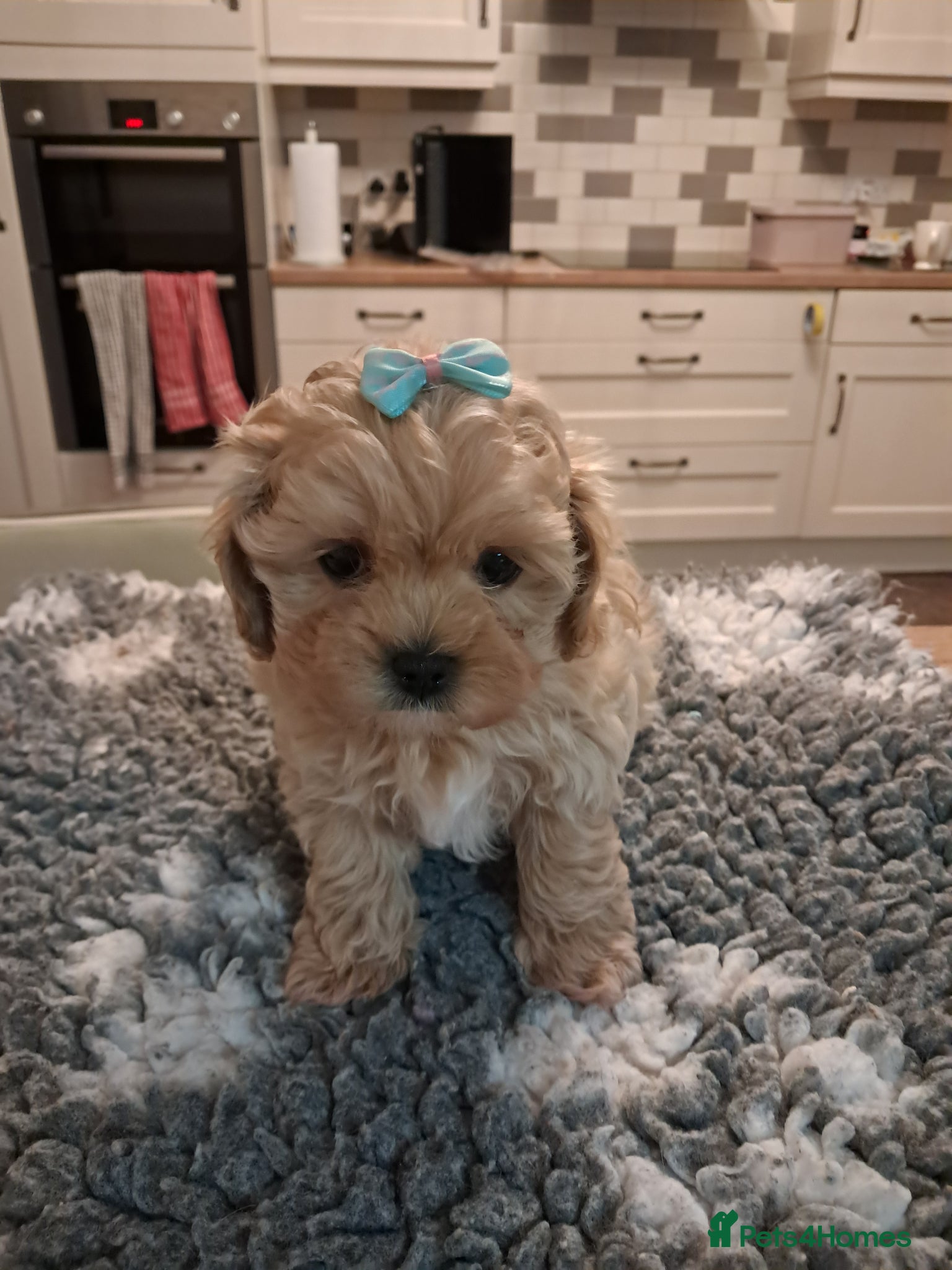 Maltipoo dogs READY THIS WEEKEND 1 male & 1 female available - Advert 3
