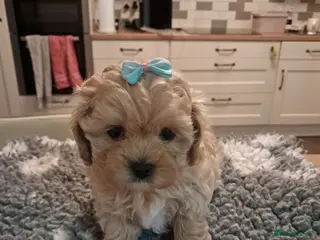 Maltipoo dogs READY THIS WEEKEND 1 male & 1 female available - Advert 3