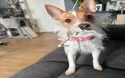 Mixed Breed dogs for sale: Jackawawa puppies - Image 2