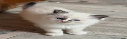 Ragdoll cats for sale: Exceptional quality ragdolls  - Advert 3