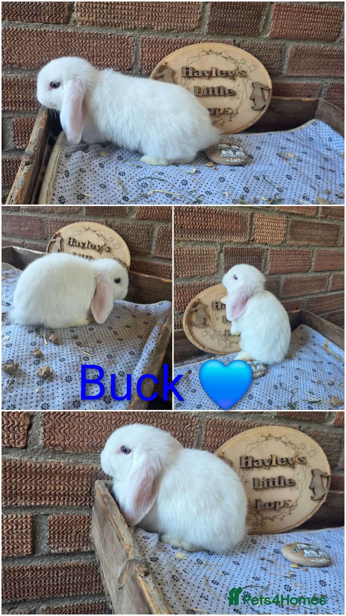 Mini Lop rabbits READY NOW Gorgeous pure breed mini lops  - Advert 2