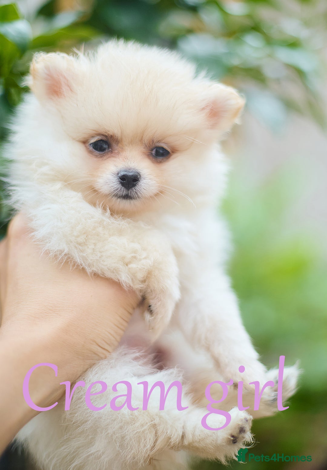 Pomeranian dogs for sale: KC Pomeranian puppies (Korean lines) - Image 34