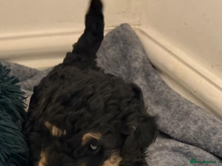 Toy Poodle dogs for sale: Beautiful phanotom toy poodle boys - Advert 1