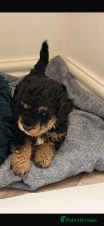 Toy Poodle dogs Beautiful phanotom toy poodle boys - Advert 1