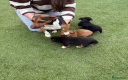 Jack Russell dogs for sale: Jack Russell puppy’s  - Advert 4