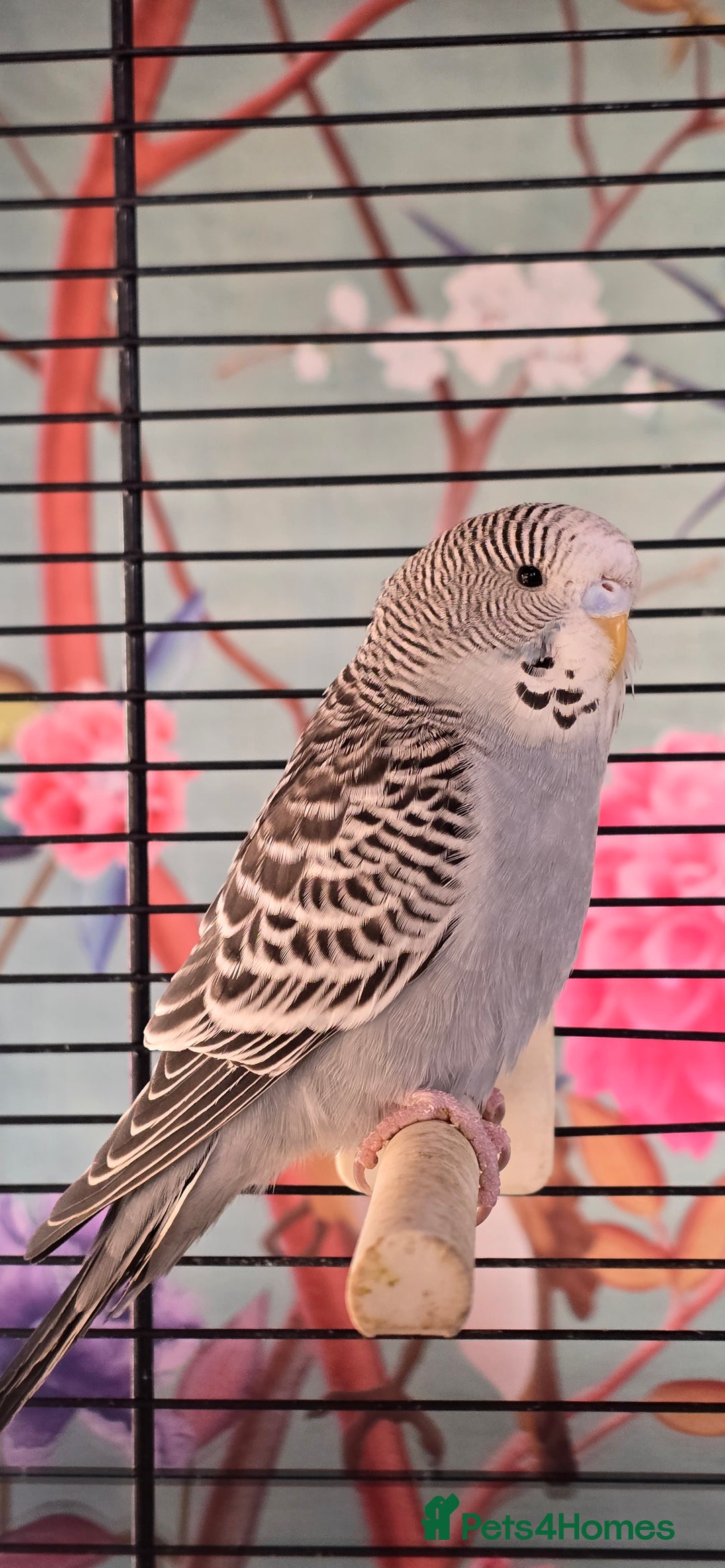 Budgerigars birds for sale: Gorgeous baby budgies - Advert 1