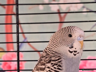 Budgerigars birds Gorgeous baby budgies - Advert 7