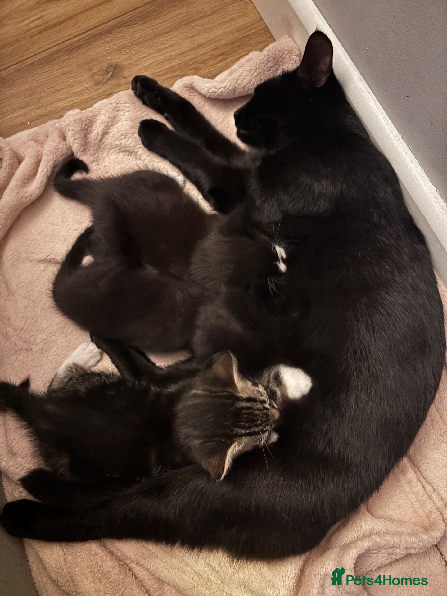 Mixed Breed cats 3 beautiful kittens ready next Friday  - Advert 3