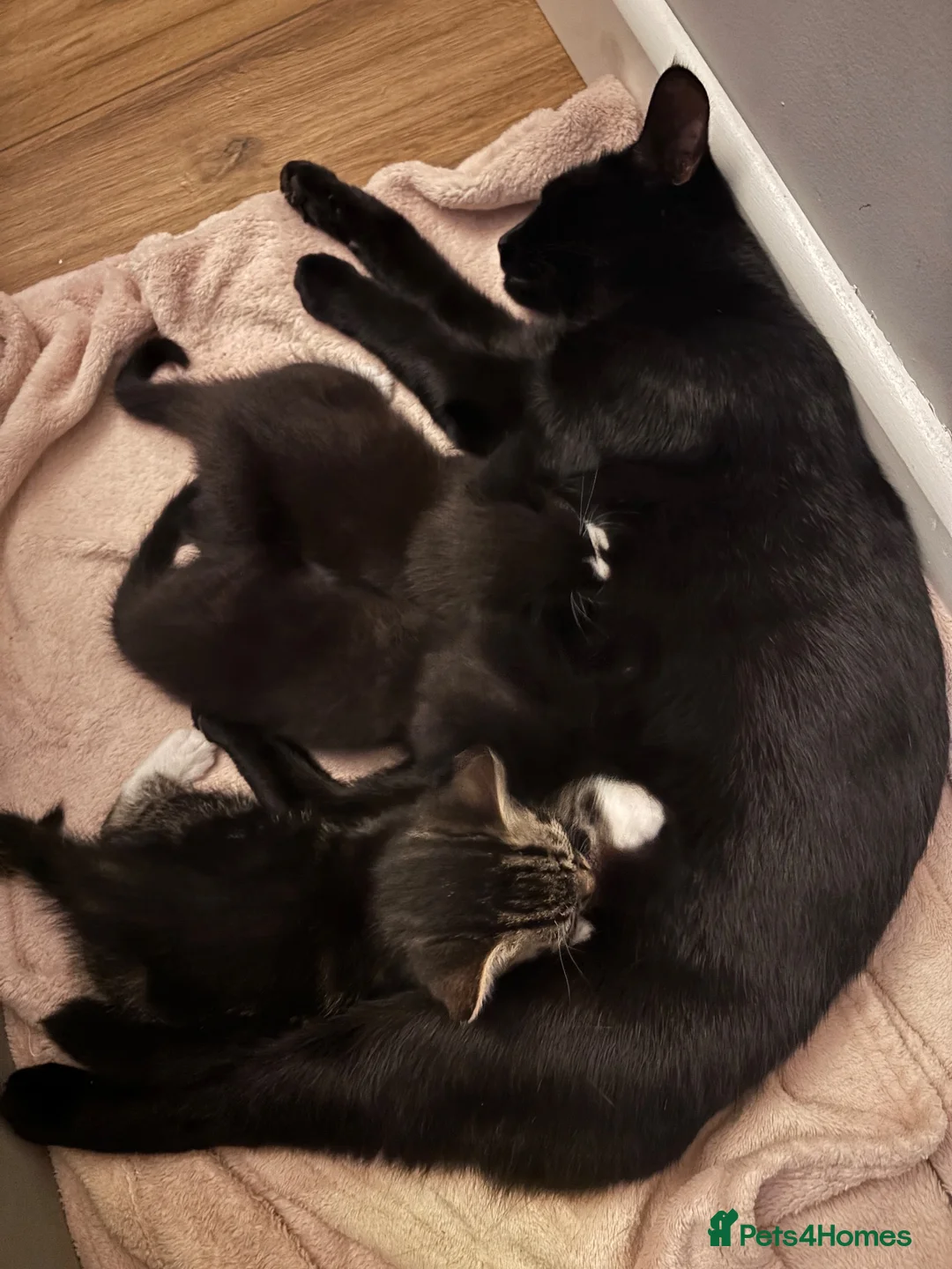Mixed Breed cats for sale: 3 beautiful kittens ready next Friday  - Advert 1