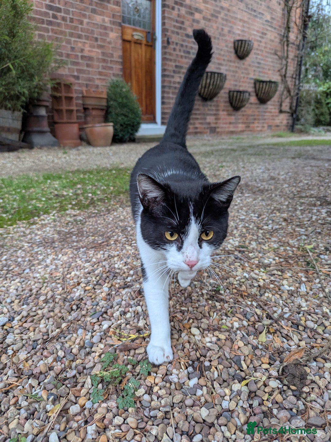 Mixed Breed cats for sale: 18 Month Old Neutered Black & White Boy - Advert 1