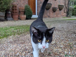 Mixed Breed cats 18 Month Old Neutered Black & White Boy - Advert 9