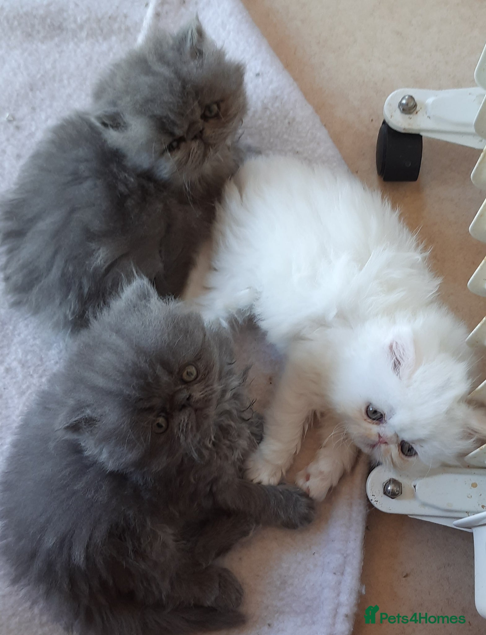 Persian cats GCCF Registered Persian kittens  - Advert 6