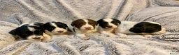 English Springer Spaniel dogs for sale: English springer spaniel pups  - Advert 9