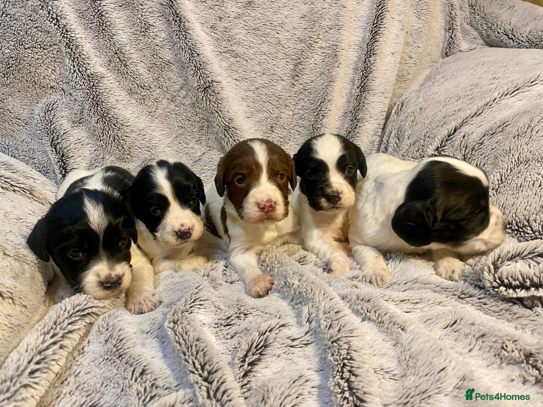 English Springer Spaniel dogs for sale: English springer spaniel pups  - Advert 9