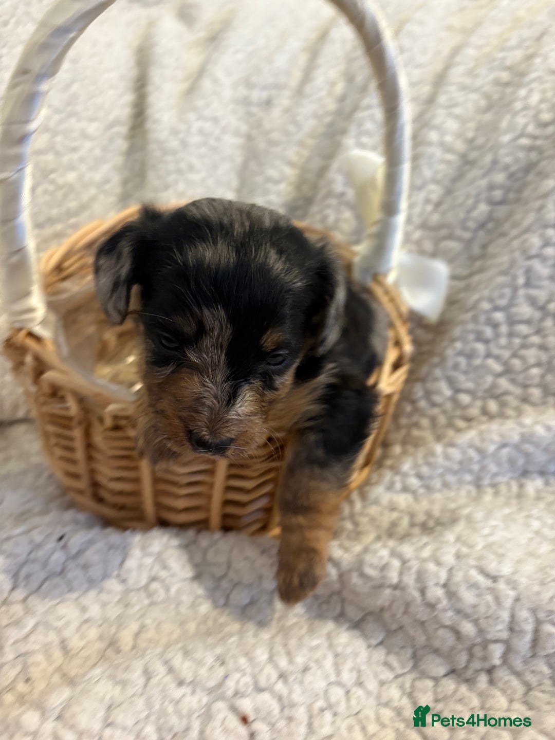 Jackapoo dogs for sale: Beautiful jackapoo’s  - Image 11