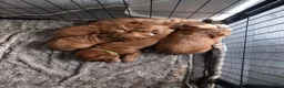 Cockapoo dogs for sale: Beautiful cockapoos in Northampton - Advert 11
