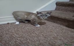 Domestic Shorthair cats for sale: Lynx Point Siamese Tabby mix  - Advert 4