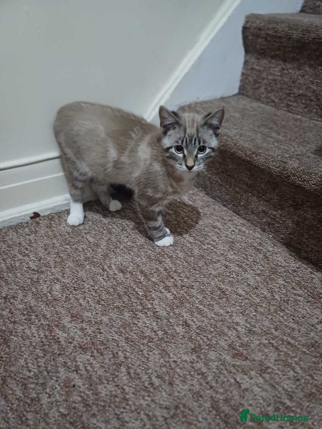 Domestic Shorthair cats for sale: Lynx Point Siamese Tabby mix  - Advert 4