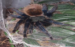 Tarantulas invertebrates for sale: Small Tarantula list OTO - Image 3