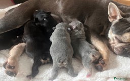 French Bulldog dogs for sale: 🩷5 French bulldog pups for sale🩷 - Image 12
